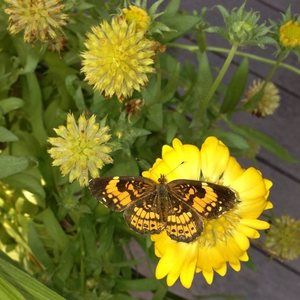 Meet your Posher, Paula